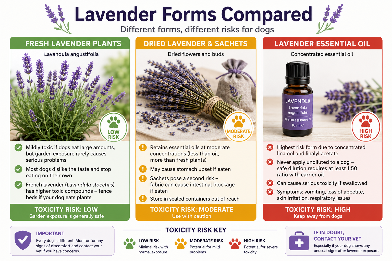 Illustration comparing fresh lavender, dried lavender, and essential oil toxicity risks for dogs