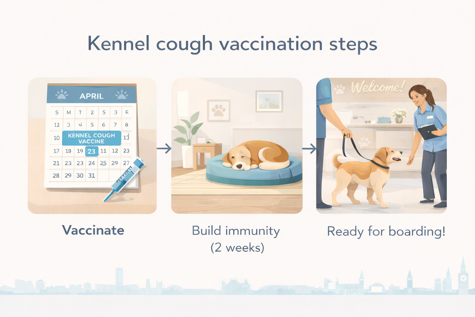 Timeline illustration of kennel cough vaccination steps before dog boarding