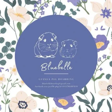 Bluebelle Guinea Pig Boarding, Newton Abbot