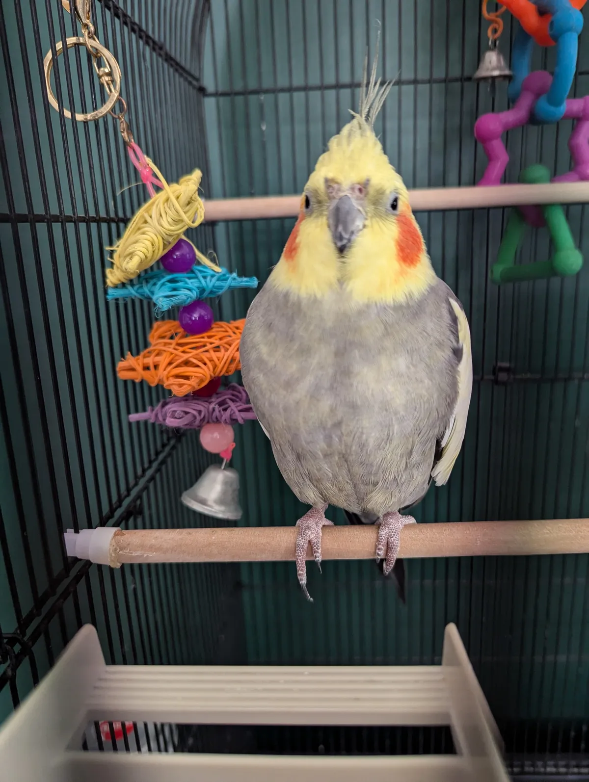 Tina's small pet boarding, Nottingham - Photo 2 of 2