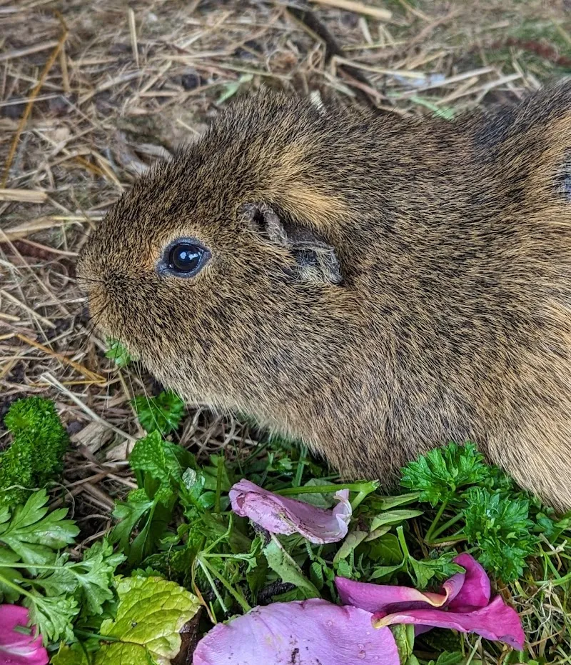 Tina's small pet boarding