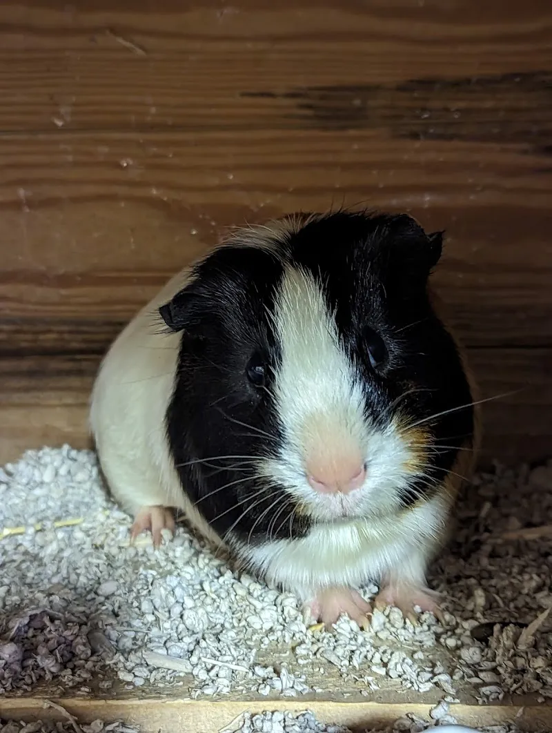 Tina's small pet boarding