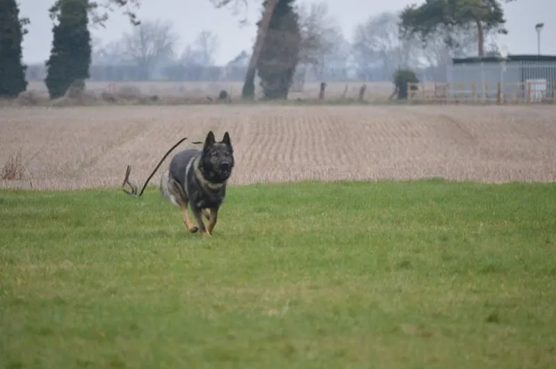 Meow Bow Wow Day and Boarding Kennels