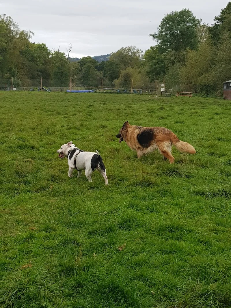 Doggy Daycare's STAY and PLAY Field
