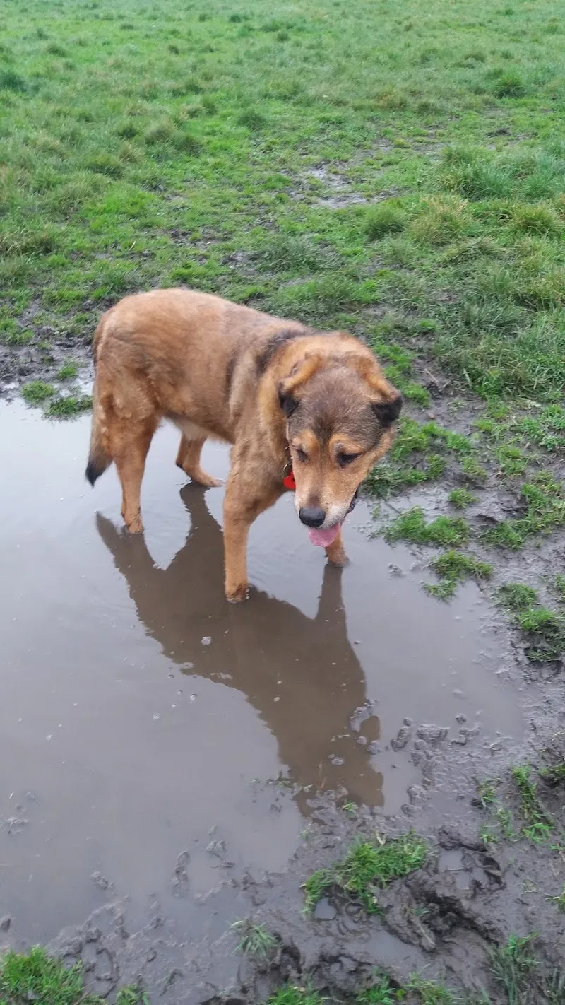 Doggy Daycare's STAY and PLAY Field