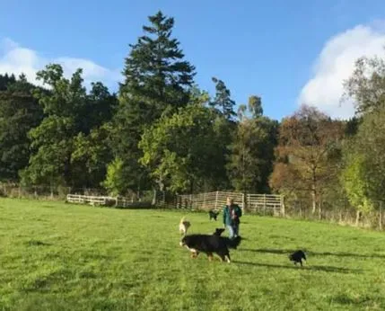 Linnburn Kennels and Cattery, Peebles - Photo 1 of 3
