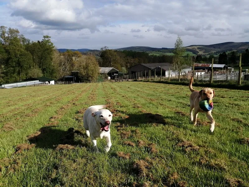 Linnburn Kennels and Cattery