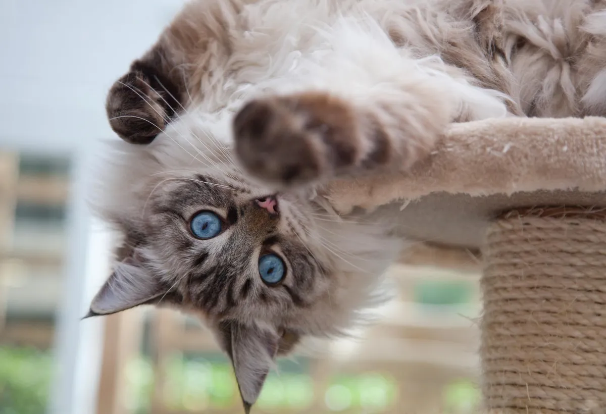 Longcroft Luxury Cat Hotel Chelmsford, Chelmsford - Photo 3 of 3