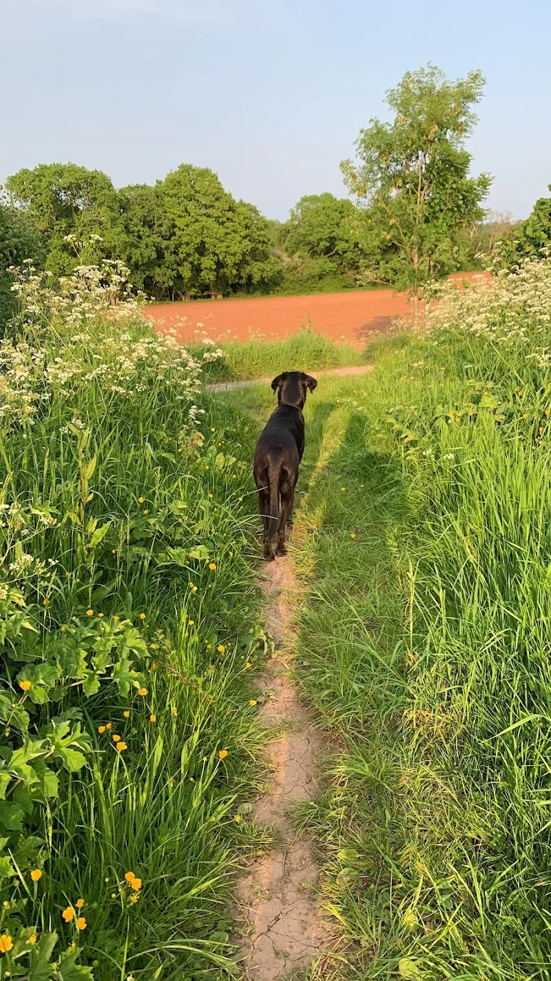 Claire’s Happy Dog Day Care and Boarding