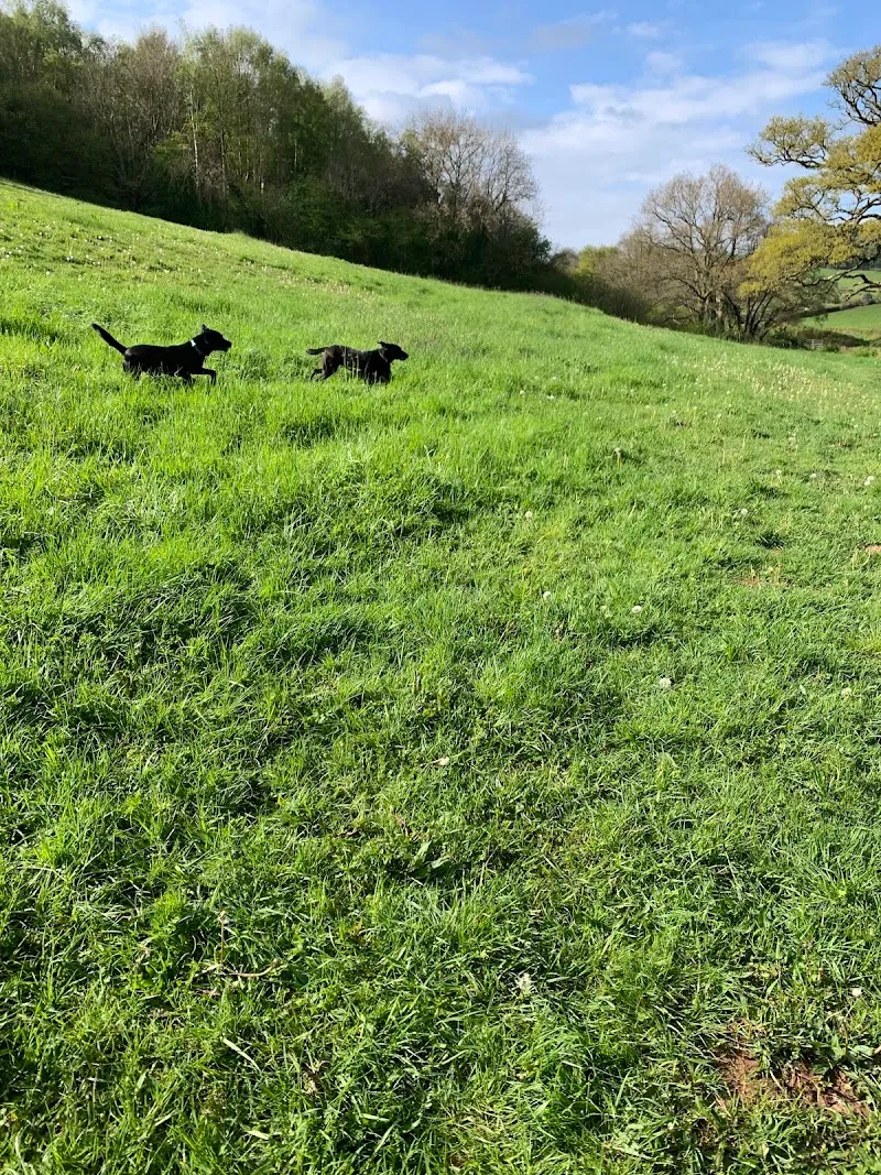 Claire’s Happy Dog Day Care and Boarding