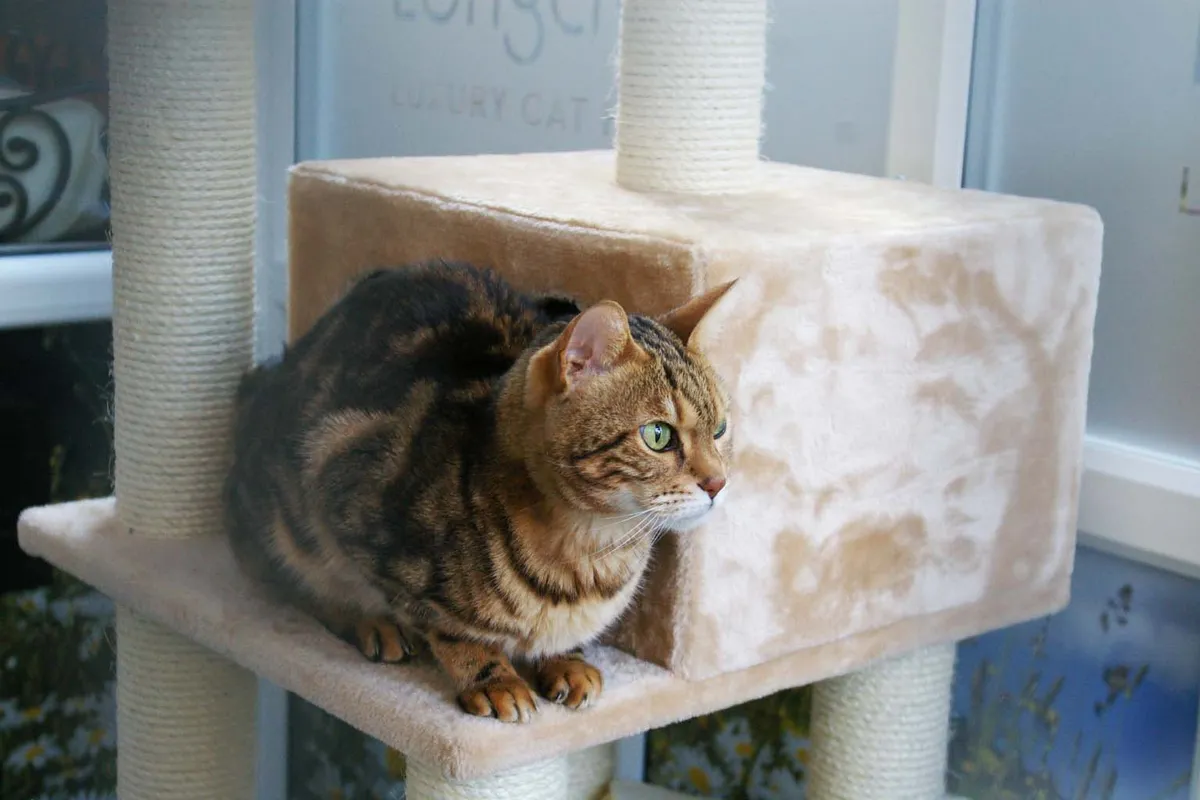 Longcroft Luxury Cat Hotel Flitwick, Bedford - Photo 3 of 3