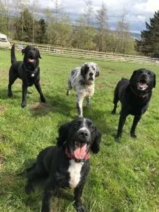 Moorview Luxury Kennels & Cattery, Harrogate - Photo 1 of 2