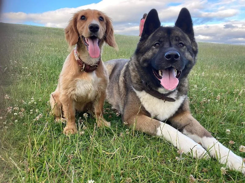 Moorview Luxury Kennels & Cattery