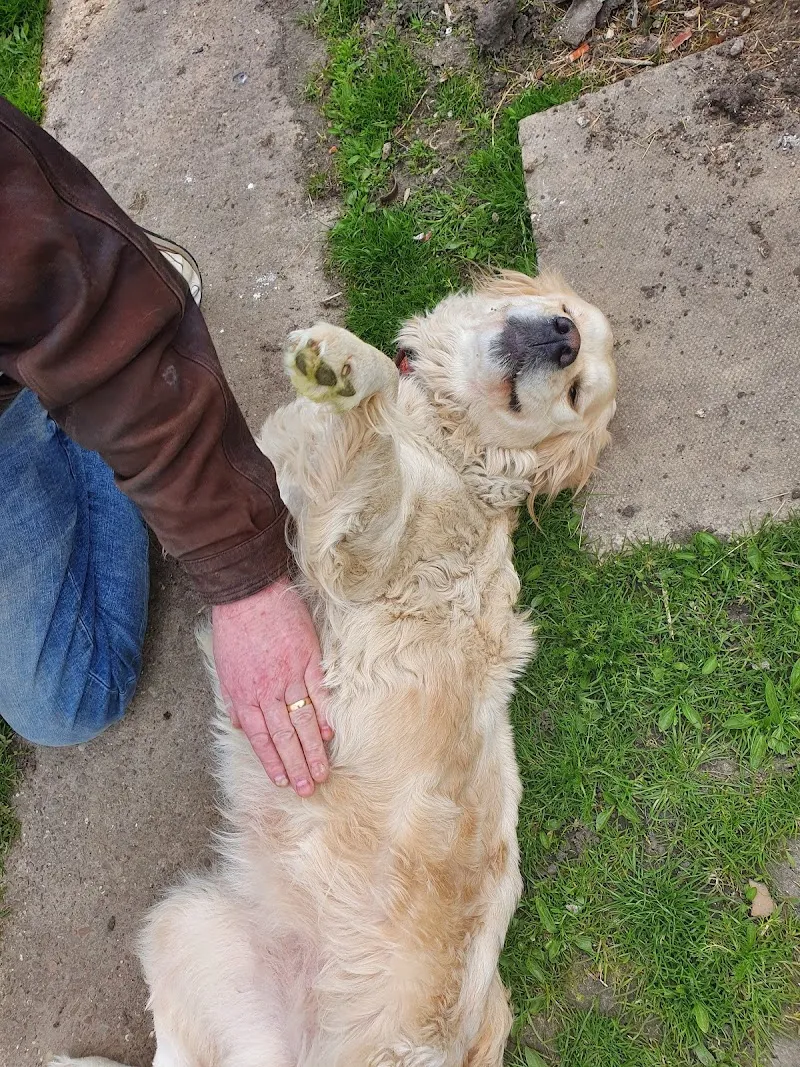 Woody's Boarding Kennels