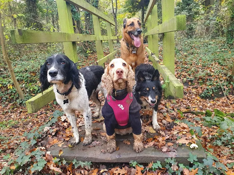 Woody's Boarding Kennels