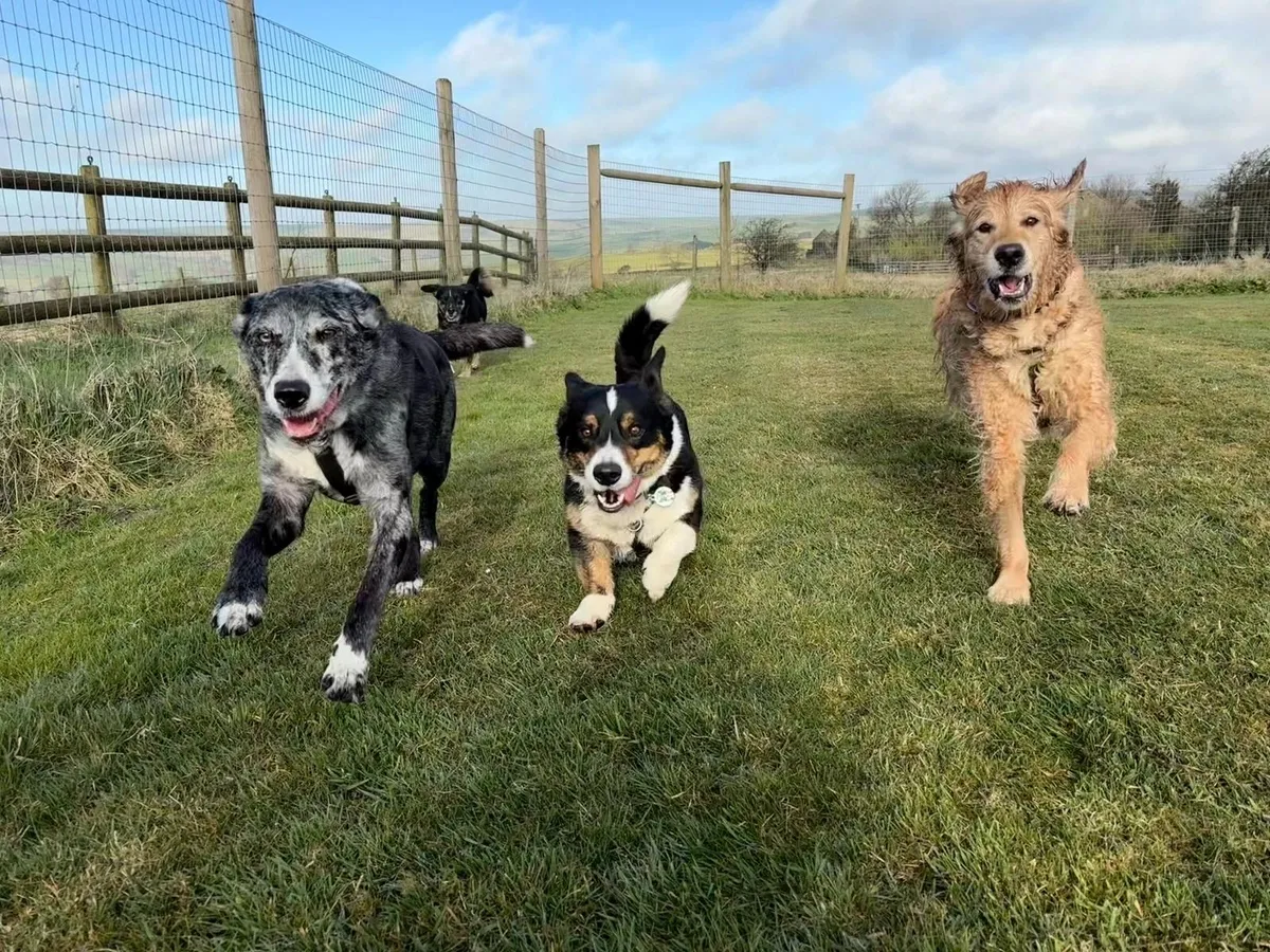 THE PEAK DOG RETREAT, Leek - Photo 2 of 2