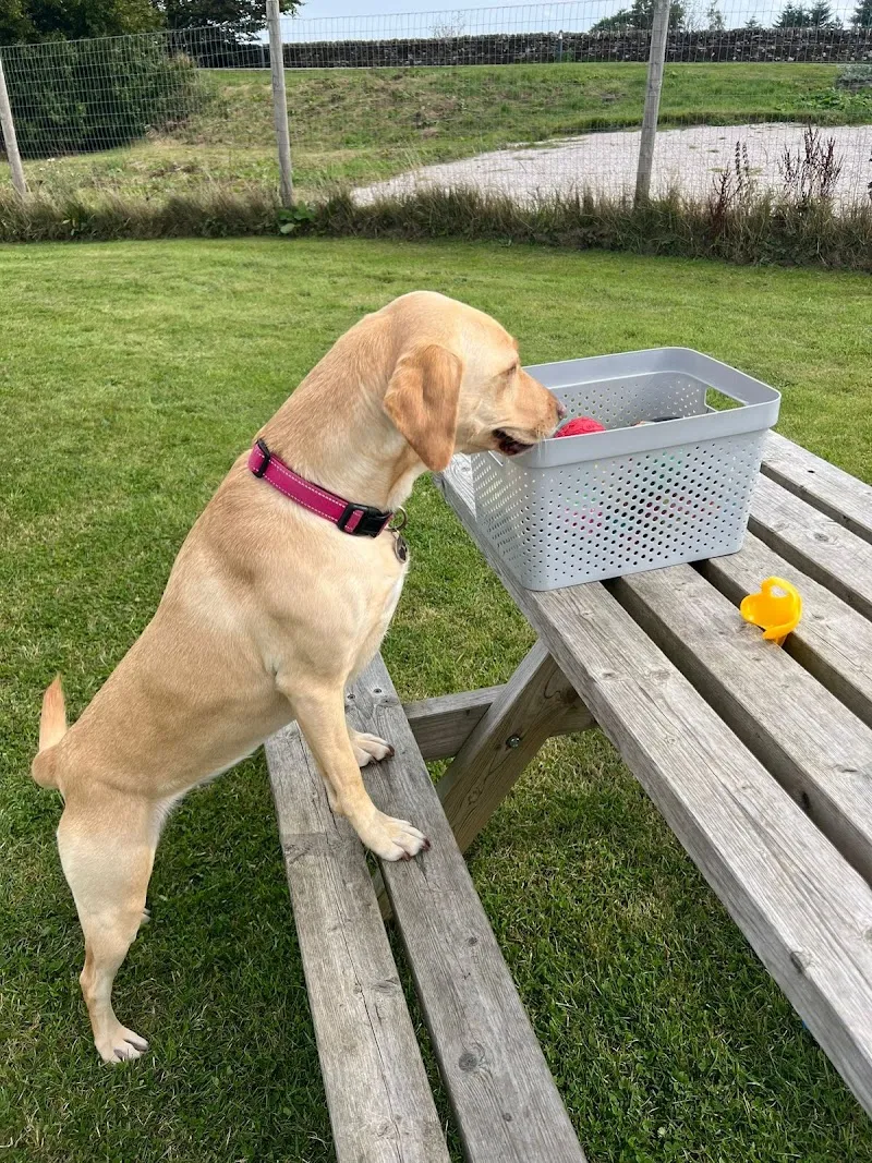 THE PEAK DOG RETREAT