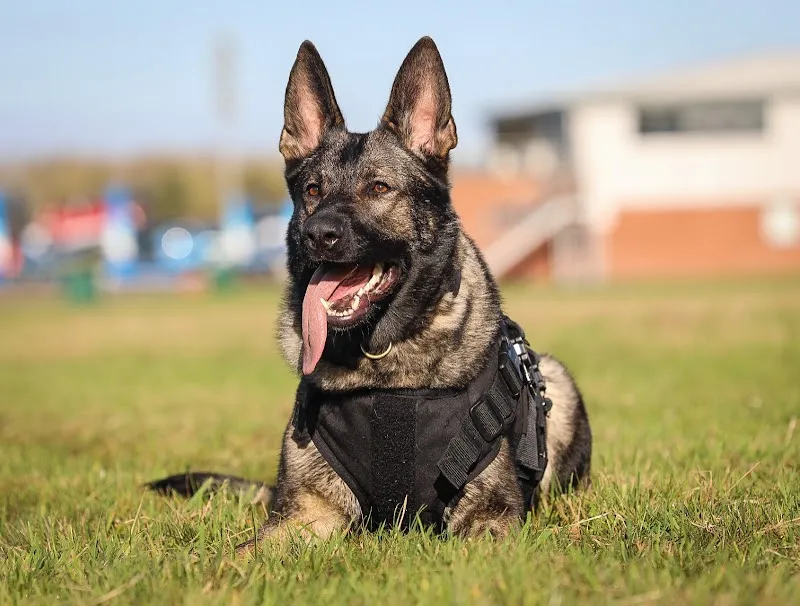 Rogue Wolves K9 Training Academy & Family Protection Dogs