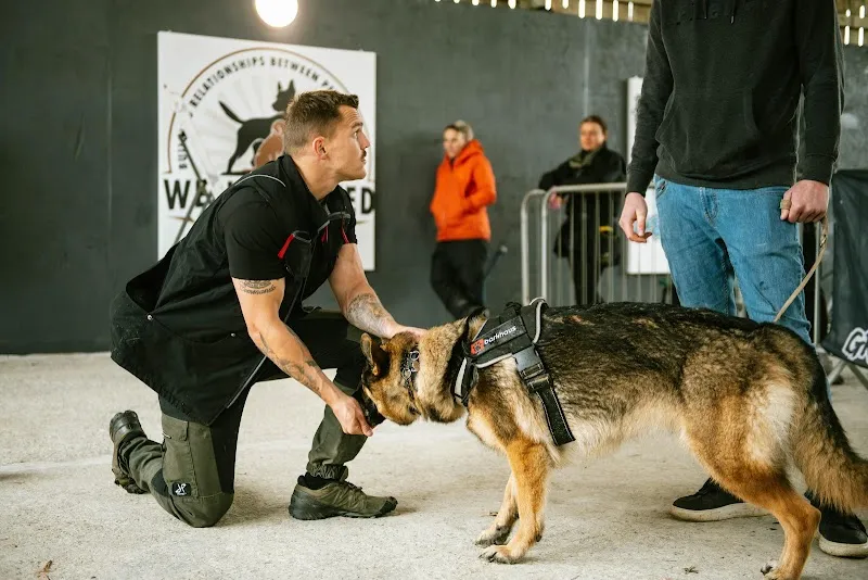 Rogue Wolves K9 Training Academy & Family Protection Dogs