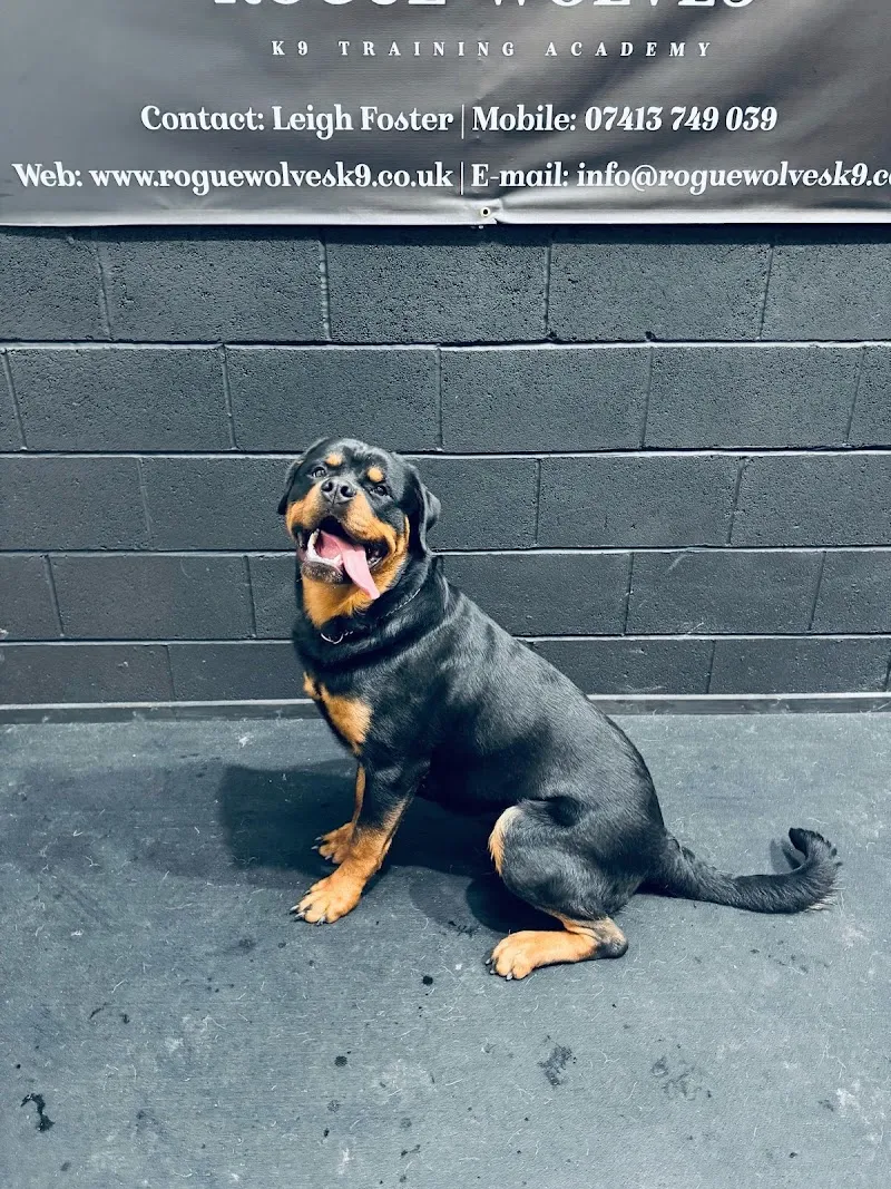 Rogue Wolves K9 Training Academy & Family Protection Dogs