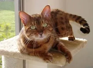 Leafy Oak Farm Cattery, Camberley - Photo 1 of 4