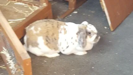 Home-Stay, Small Animal Boarding, Longfield