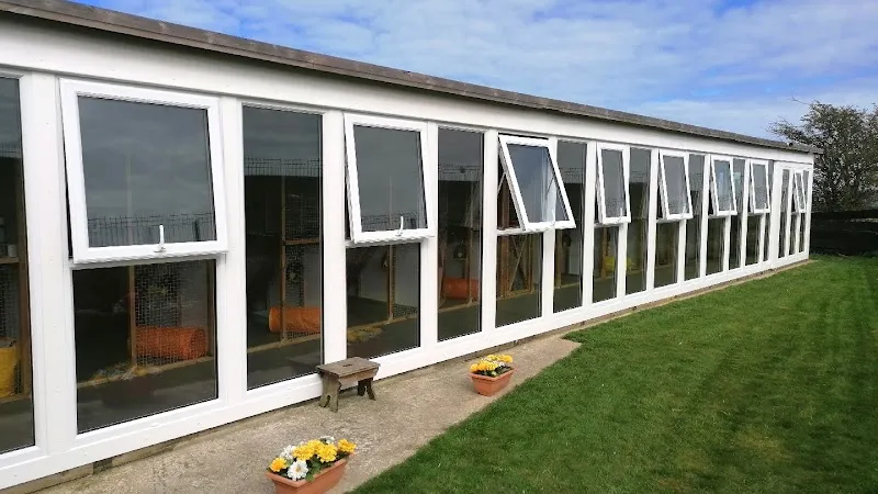 Buttercup boarding Cattery
