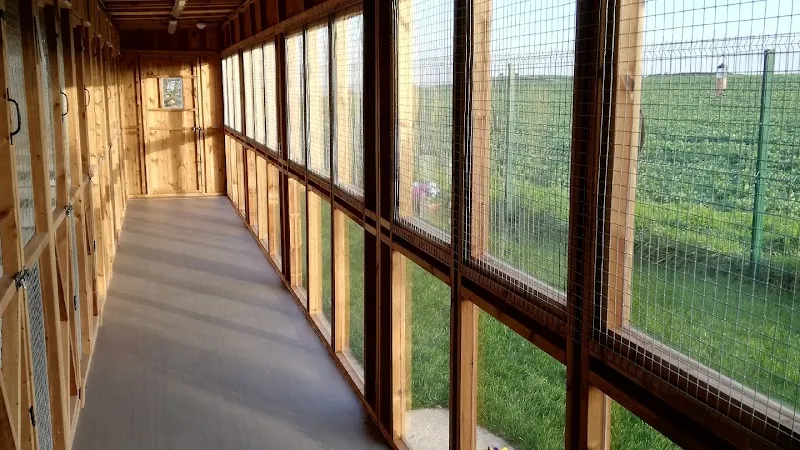 Buttercup boarding Cattery