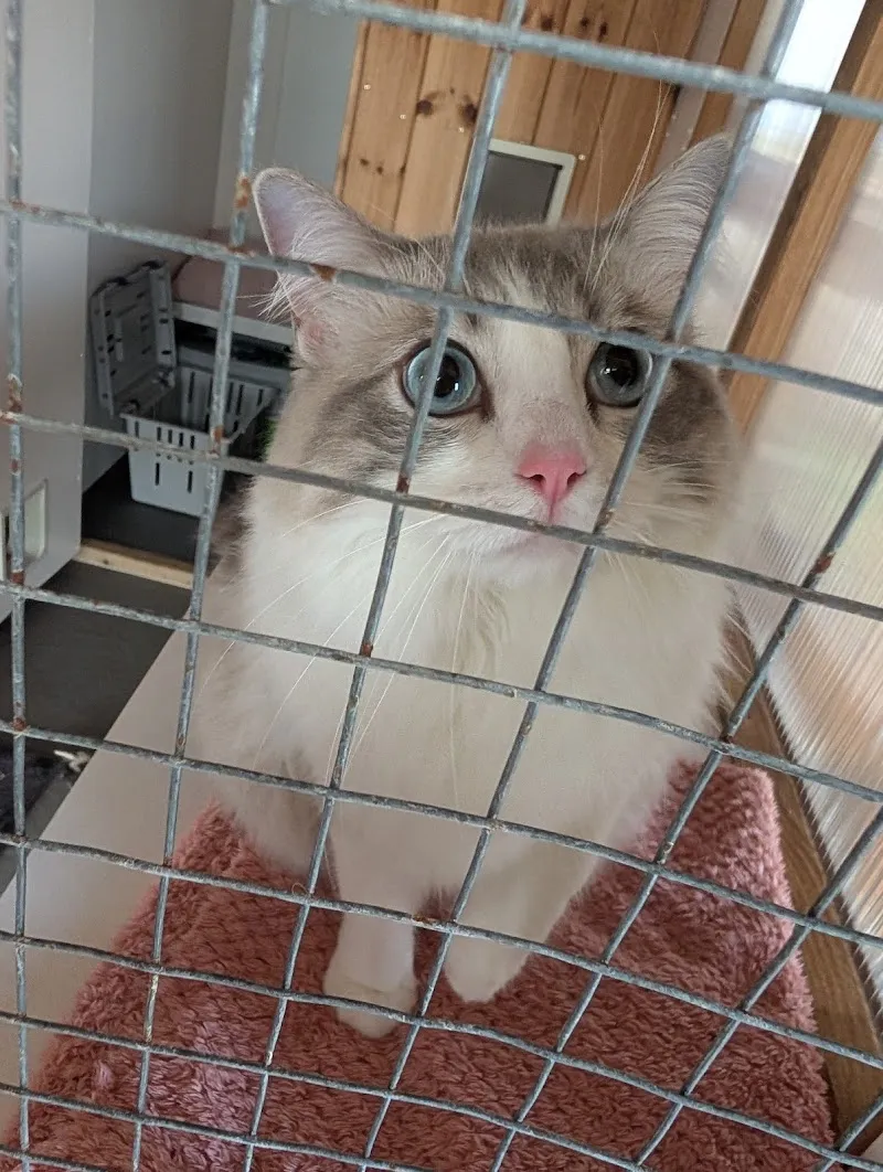 Buttercup boarding Cattery