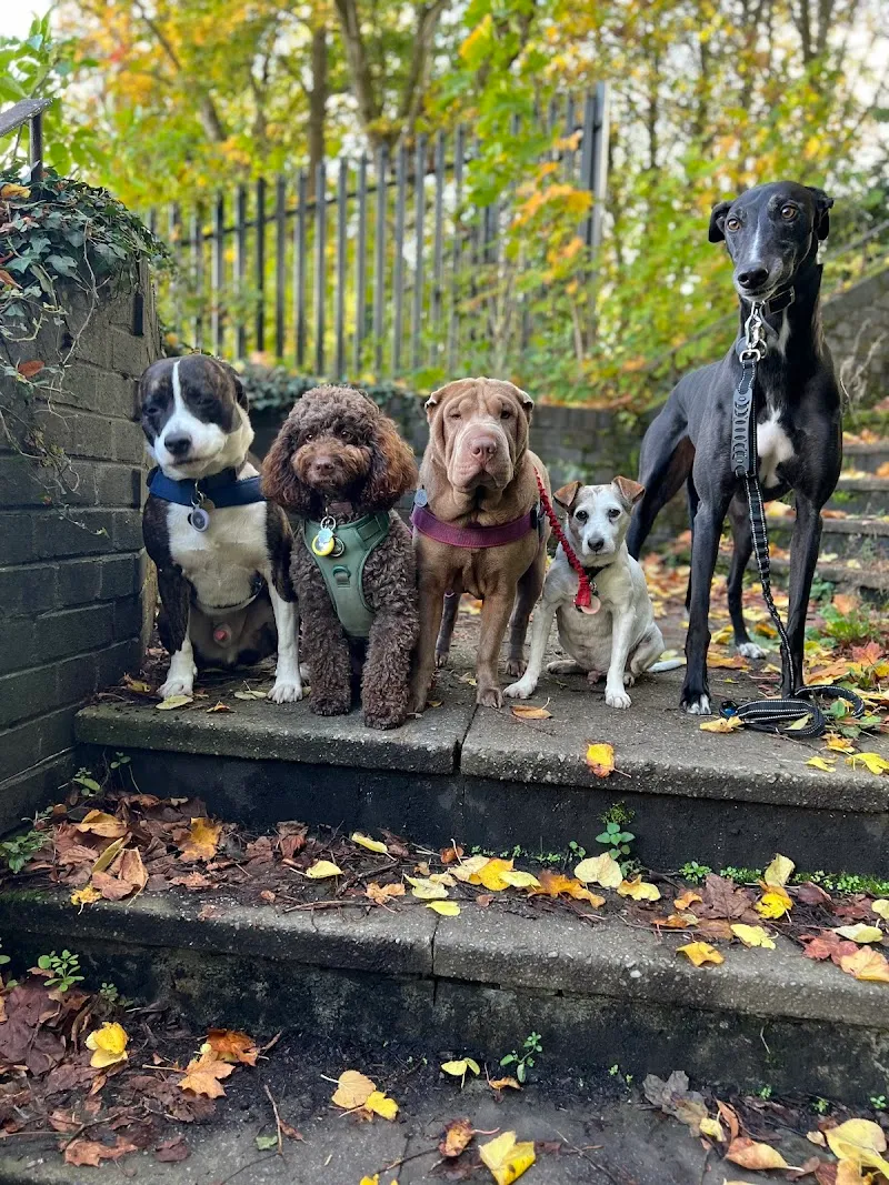 The Dog Nanny Shropshire