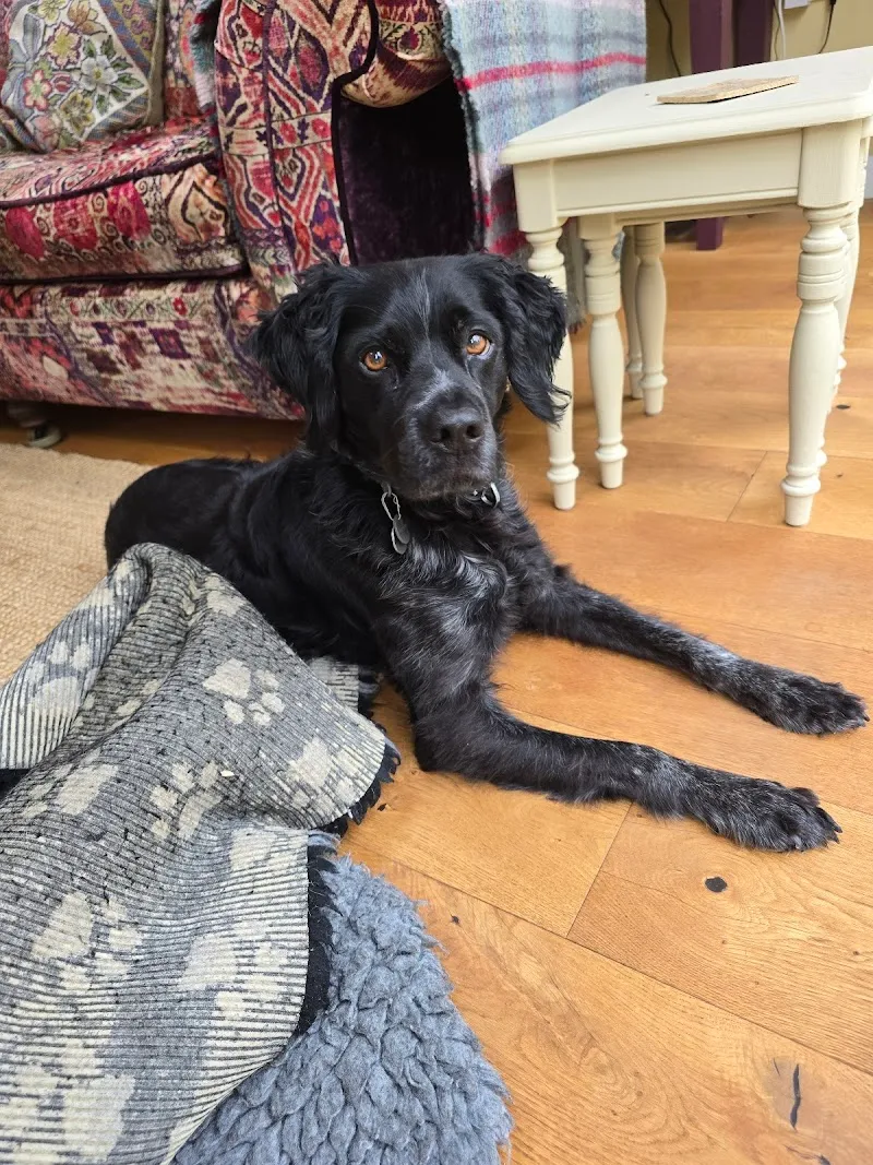 The Dog Nanny Shropshire