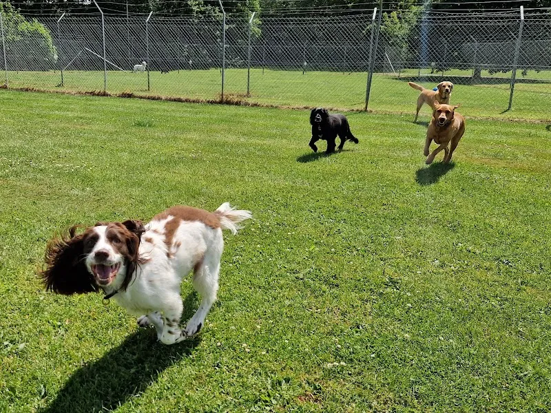 BCK Brandesburton Cattery and Kennels