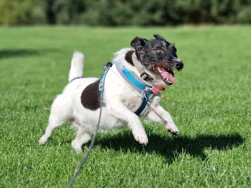 BCK Brandesburton Cattery and Kennels