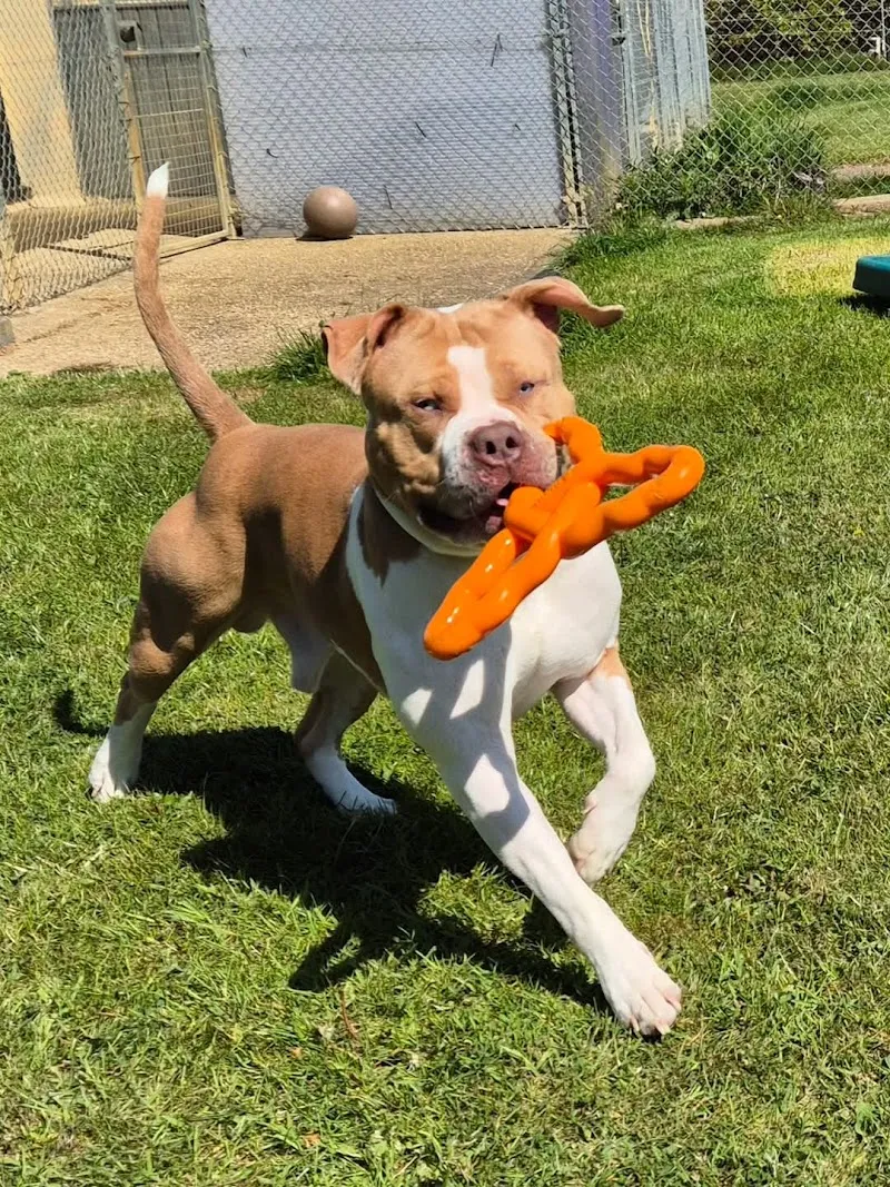BCK Brandesburton Cattery and Kennels
