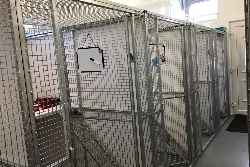 Little Paws Cattery - Photo 1