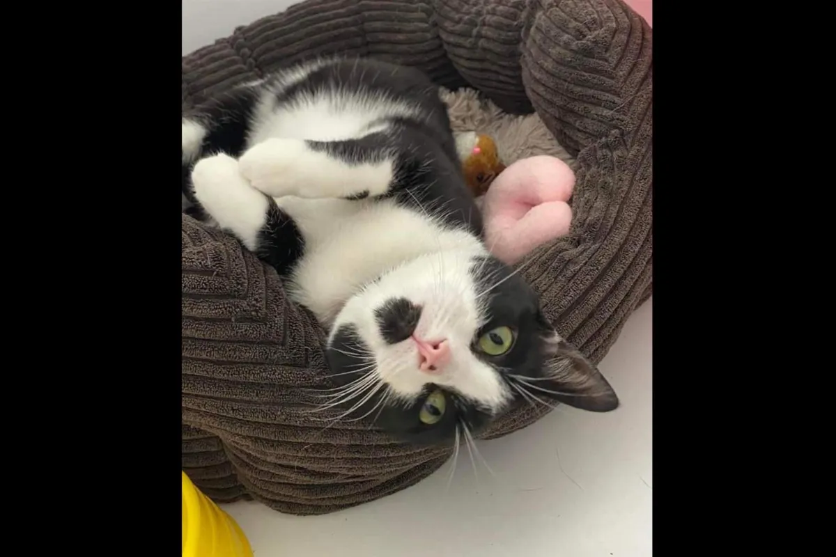 Little Paws Cattery - Photo 2