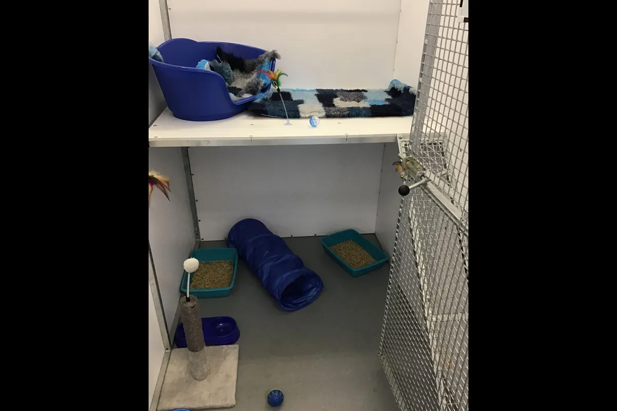 Little Paws Cattery - Photo 3