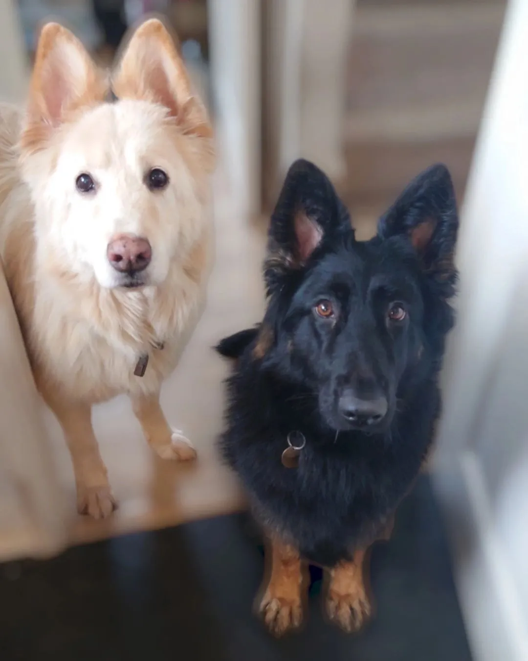 Essex Paw-sitters Club, Braintree - Photo 2 of 2