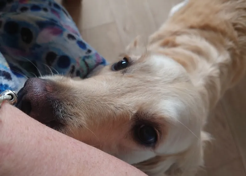 Essex Paw-sitters Club