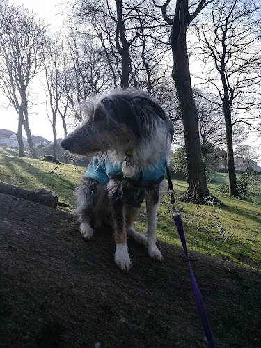 Precious Paws Cymru, Swansea