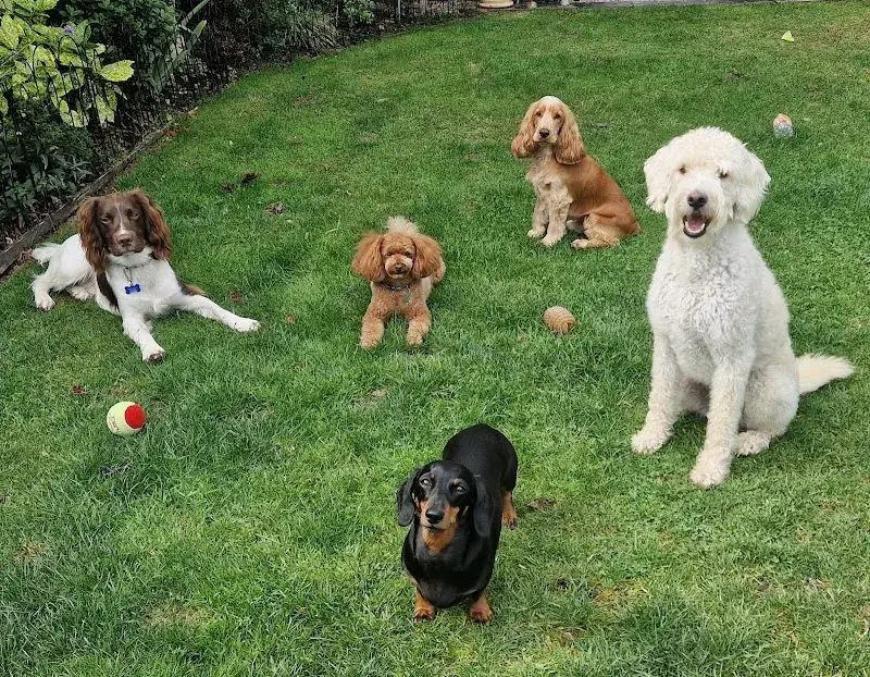 Woofs & Wags | Earley Doggy Day Care & Boarding