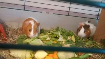 Tiny Claws, High Wycombe