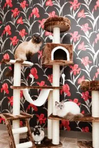 Hotel Cat, Lymington - Photo 1 of 2