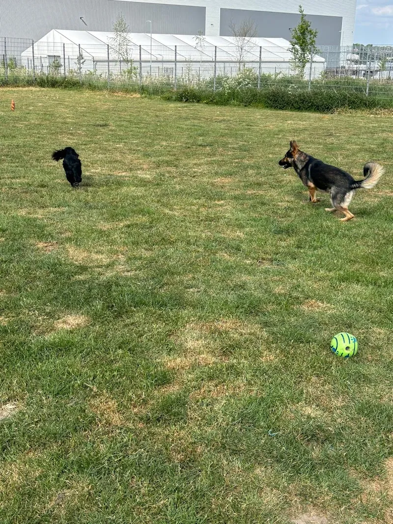 Sandy Lane Kennels And Cattery