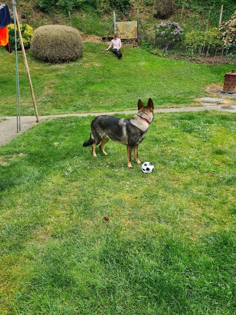 Sandy Lane Kennels And Cattery