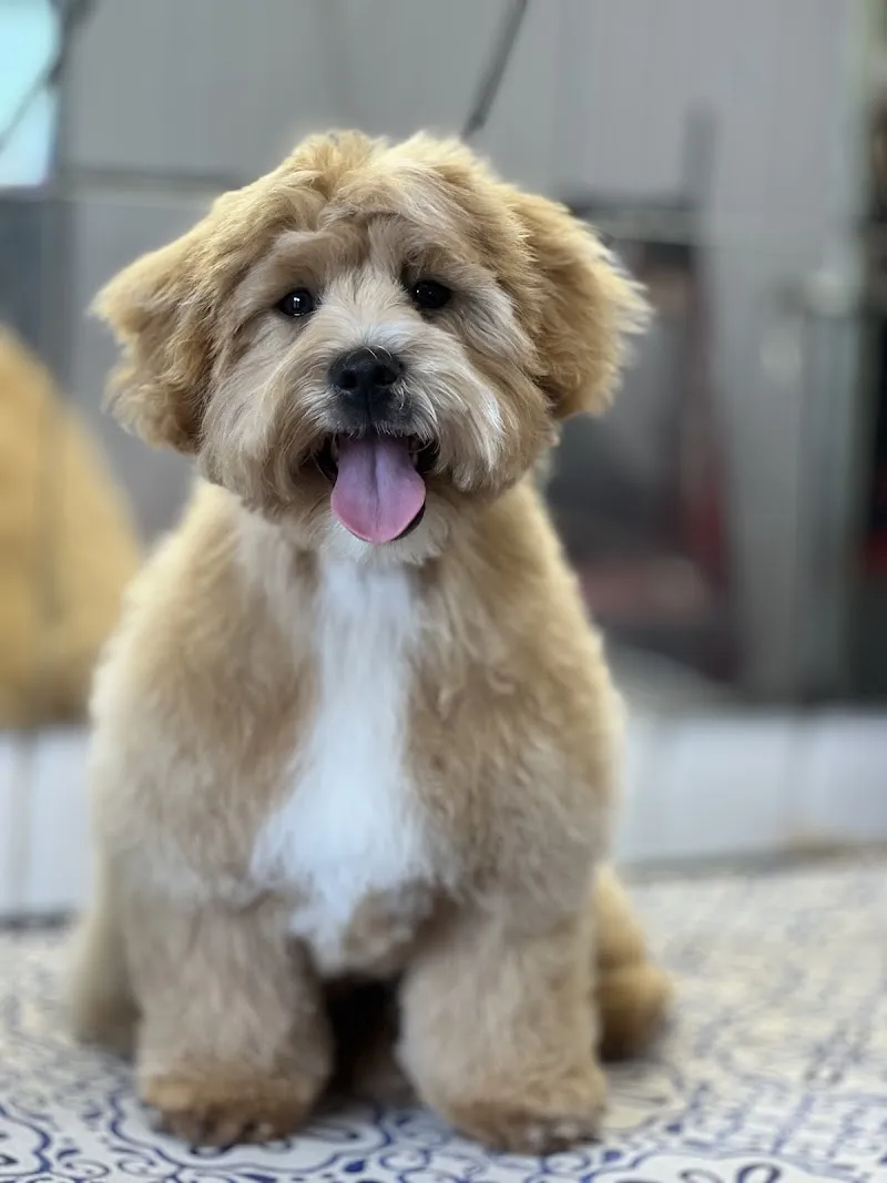 Top Dog Boarding Kennels and Grooming services