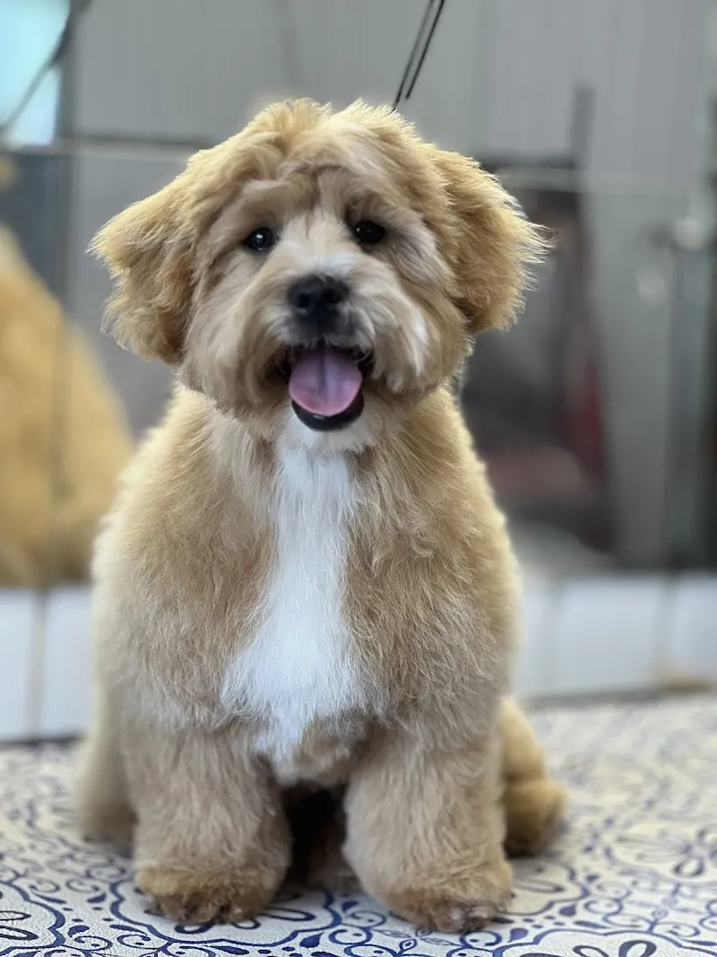 Top Dog Boarding Kennels and Grooming services