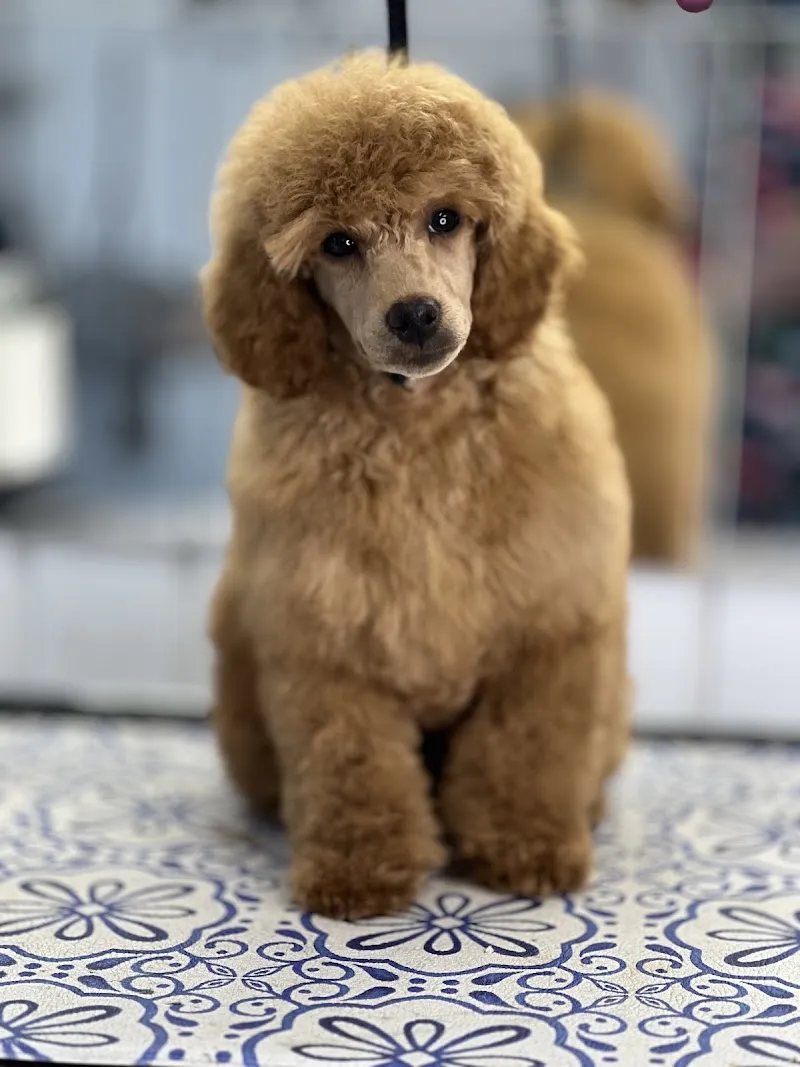 Top Dog Boarding Kennels and Grooming services