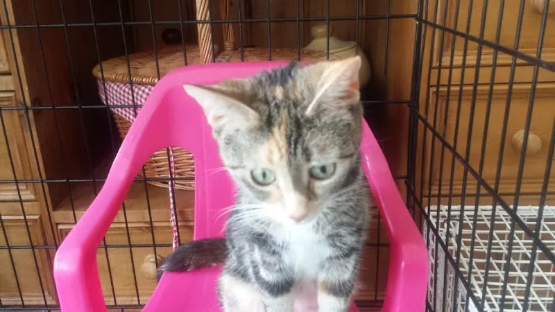 Paws by the Coast Boarding Cattery