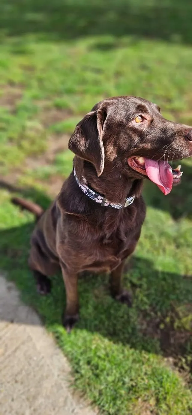 Ashingdon Heights Boarding Kennels